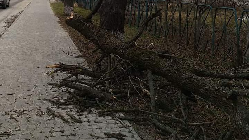 У райцентрі на Волині гілка старого дерева впала на дідуся, який ішов з онукою. ФОТО