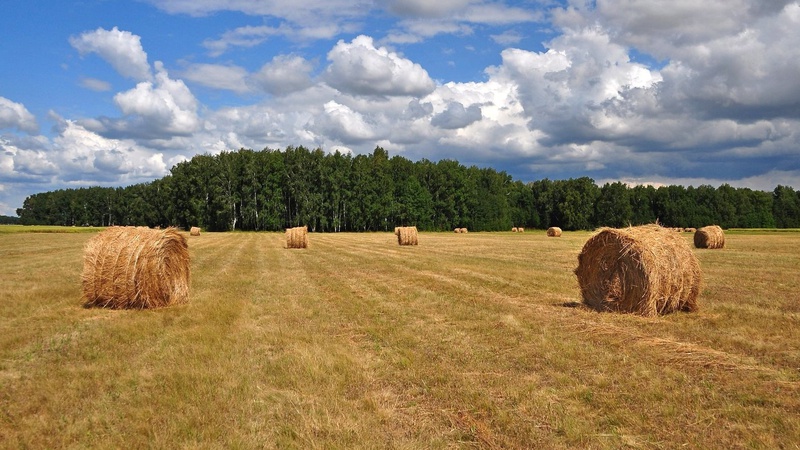 Чому нормативно-грошова оцінка землі не відповідає реальному стану ґрунтів?