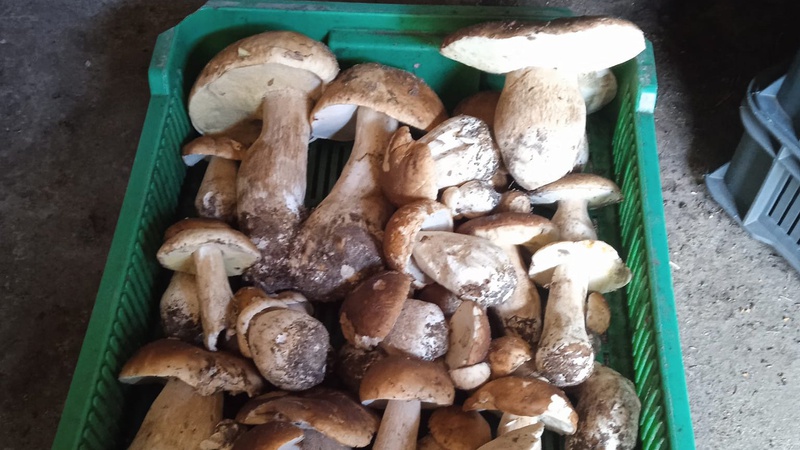 Грибів - купа: де на Волині можна вдало сходити на «тихе полювання»