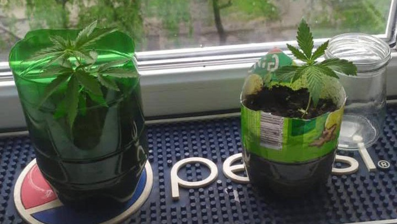 У лучан в помешканні знайшли галюциногенні гриби, канабіс, коноплю та амфетамін