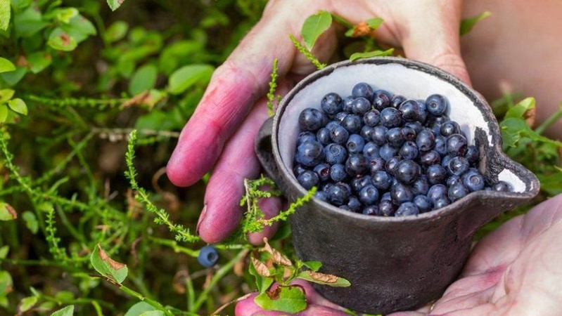 Скільки грошей отримали громади на Волині від заготівлі дарів лісу
