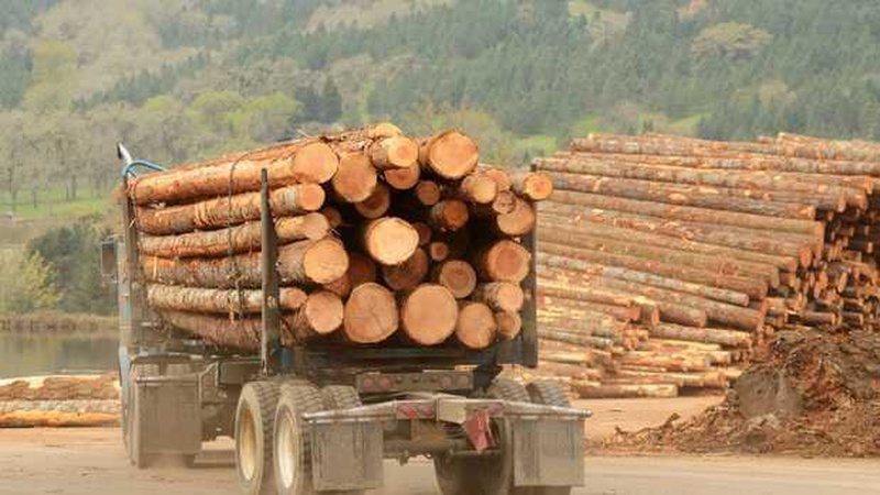 Україна продасть за кордон свій ліс за кредити від МВФ та ЄС?