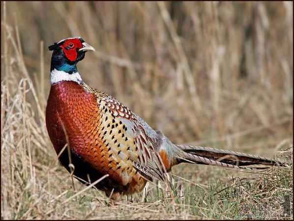 На Волині випустили в дику природу 50 фазанів