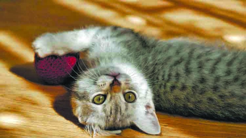 Майже без опадів, місцями туман: прогноз погоди на 16 березня