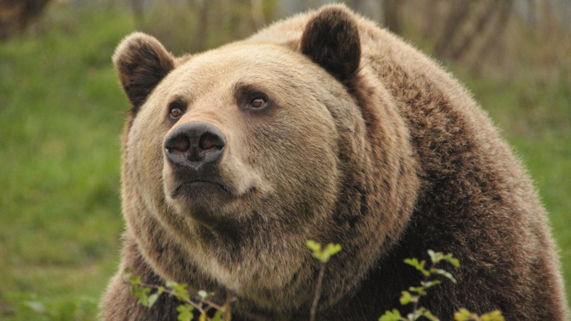 У лісі на Волині знайшли сліди ведмедя