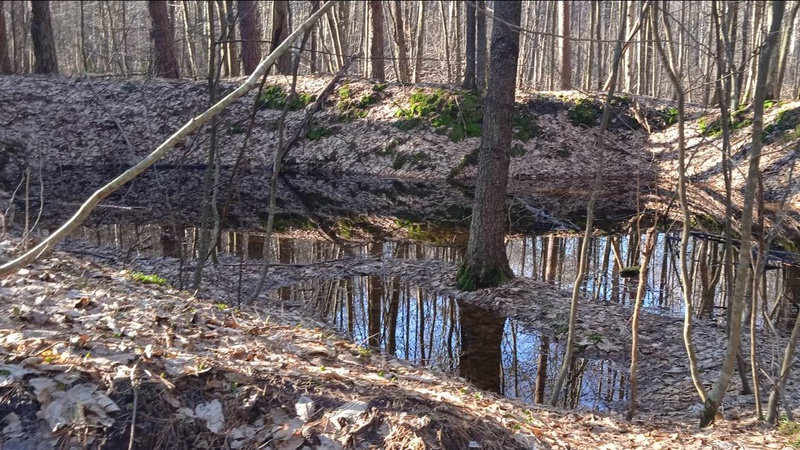 У лісах на Волині зафіксували аномалії. ФОТО