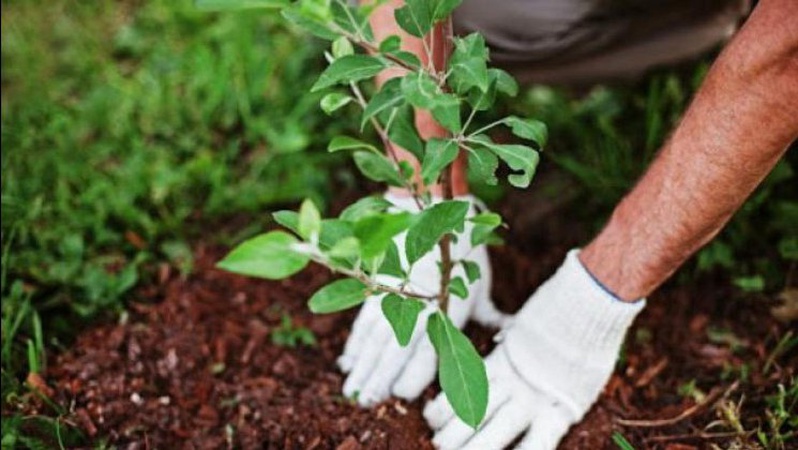 У Луцькому районі створять нові ліси