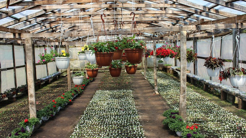 Як у теплицях на Волині вирощують квіти для озеленення