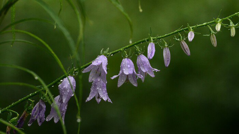 Дощі охоплять майже всю Україну: прогноз погоди на 15 червня