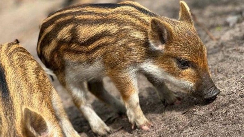 У лісах на Волині зросла кількість тварин