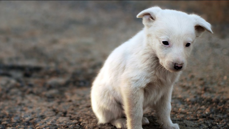 Закрили і забули: у селі біля Луцька люди морять голодом своїх собак