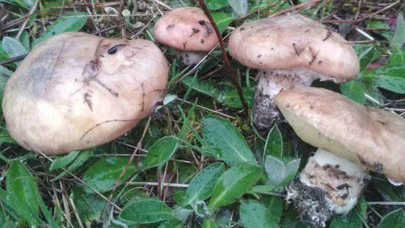 На Любешівщині відкрили грибний сезон