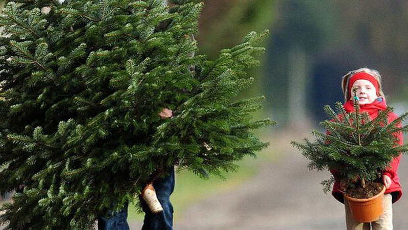 Де у Луцьку продаватимуть ялинки