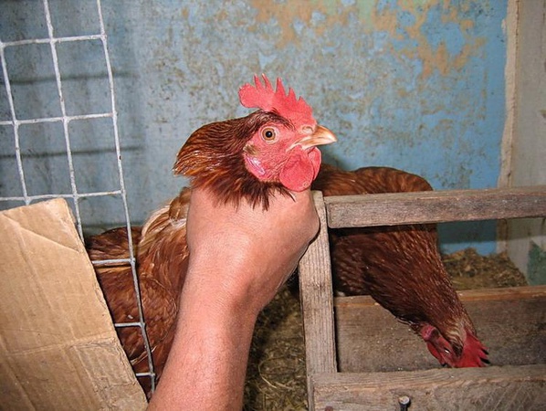 У селі на Волині з хліва вкрали курей та півня