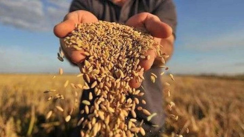 Аграрії розповіли, чи вплине погода на збір урожаю на Волині