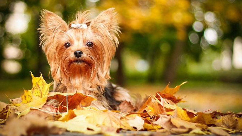 Тепло і без опадів: прогноз погоди на 27 вересня