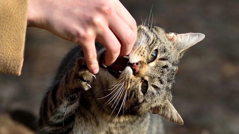 На Волині домашній кіт покусав дівчинку та подряпав дідуся