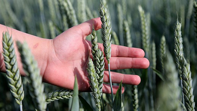 Світовий банк профінансує українських аграріїв: хто отримає допомогу