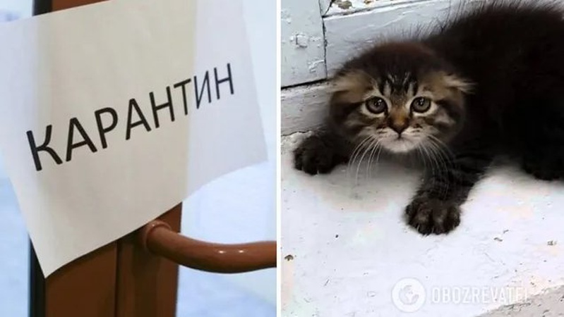 На Волині вакцинували сотні тварин через кошеня зі сказом