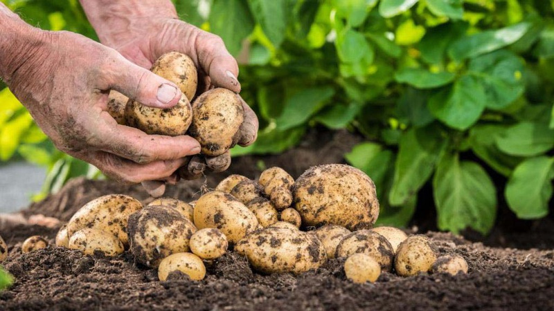 Ціна картоплі: дешевшу нашу блокує дорожча імпортна