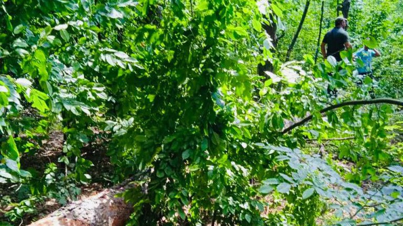 На Волині крадій дерев травмувався під час порубки лісу