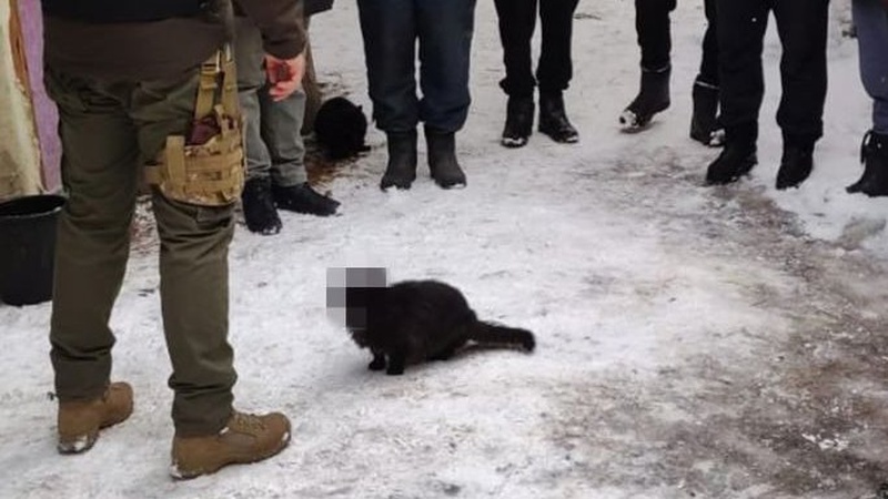 «Кіт під прикриттям в СБУ»: мережа вибухнула жартами про пухнастика, якого заблюрили на фото