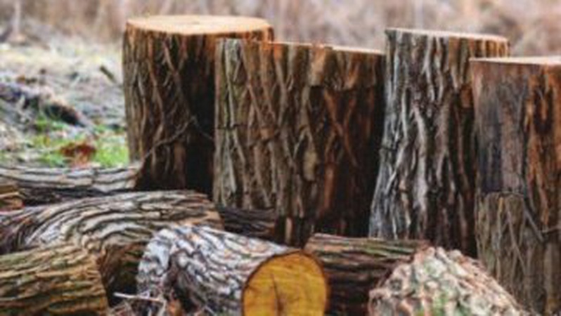 Двох волинян викрили на незаконних порубках дерев