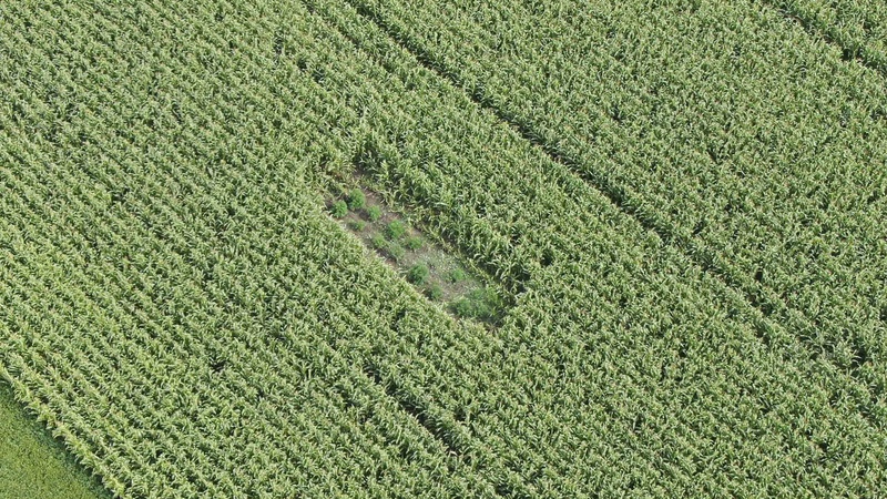 На Волині наркоторговець вирощував коноплю в кукурудзі і збував через закладки