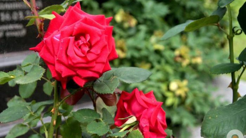 У Луцьку квітують маріупольські троянди