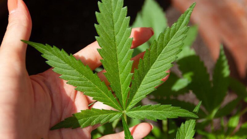 Зібрав на березі річки: волинянин заплатить 40 тисяч за кущі коноплі