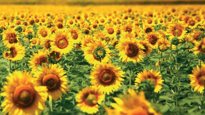 На Ковельщині проведуть кроплення полів