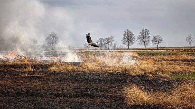 У селі під Луцьком діти підпалили поле