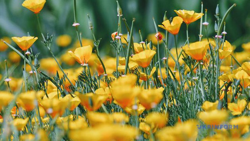 В Україні у середу прогнозують спеку, подекуди - дощі та грози