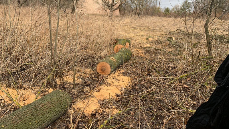 На Волині по гарячих слідах викрили незаконну вирубку лісу
