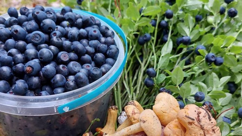 У районі на Волині обговорили заготівлю ягід та грибів: на що слід звернути увагу