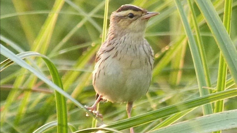 У нацпарку на Волині вивчають гніздування рідкісного червонокнижного птаха