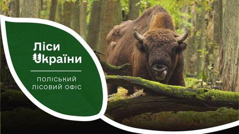 У лісі на Волині виявили мертвого зубра