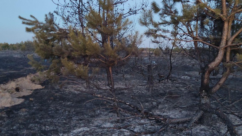 Поблизу Луцька горів ліс. ФОТО