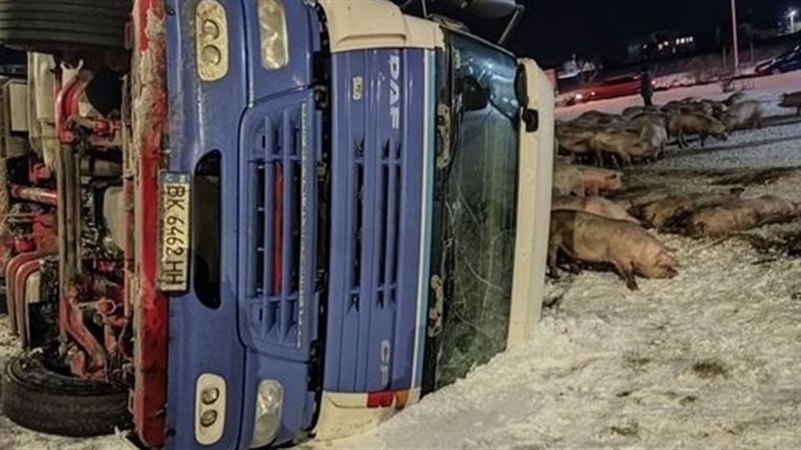 На Тернопільщині перевернулася фура, яка перевозила свиней: кілька тварин загинуло. ВІДЕО