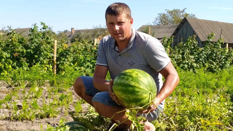 На Волині вирощують кавуни завбільшки як гарбузи