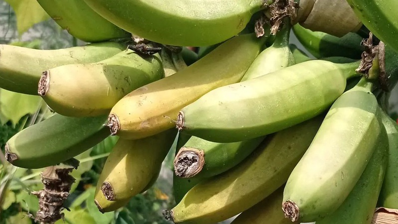 На Волині виростили банани