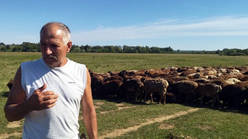 Вівчар з Донеччини пригнав на Волинь врятованих овець