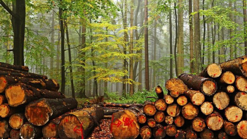 У лісі на Волині на відео зняли чоловіків, які крали дерева і втекли