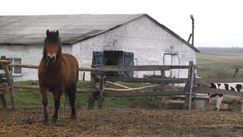 На волинській фермі розкопали людський скелет