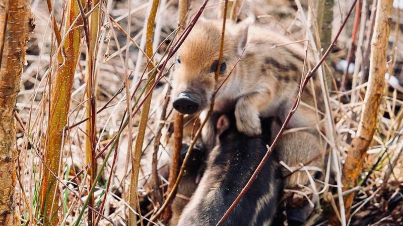 У Любешівському лісі розвели свинство