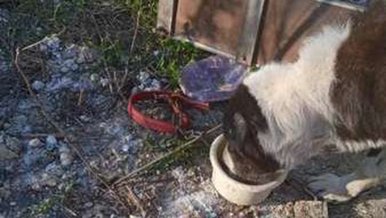 Прив’язав до плити та морив голодом: на Волині чоловік собака .ФОТО.ВІДЕО