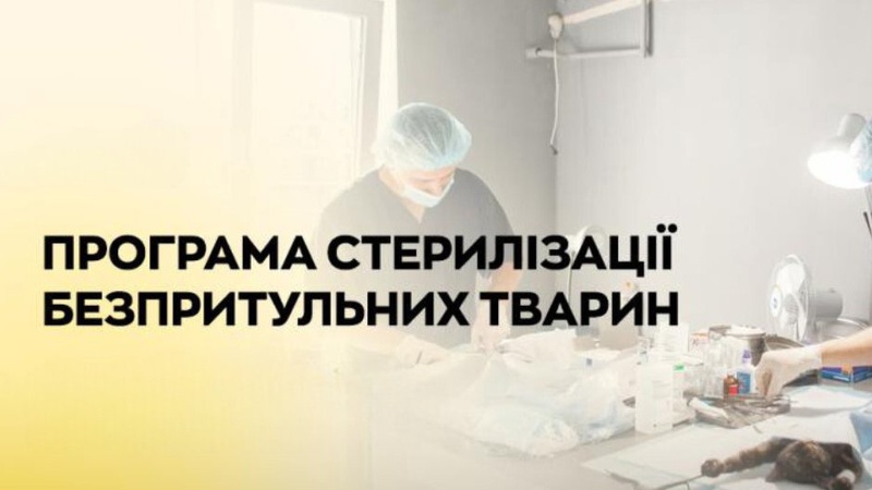 У місті на Волині безоплатно стерилізують безпритульних тварин