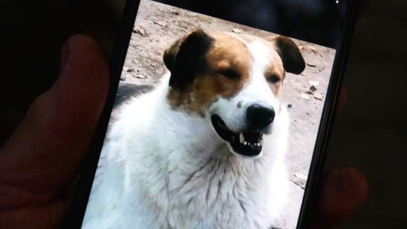 На Волині невідомі катують та вбивають тварин на цвинтарі. ФОТО