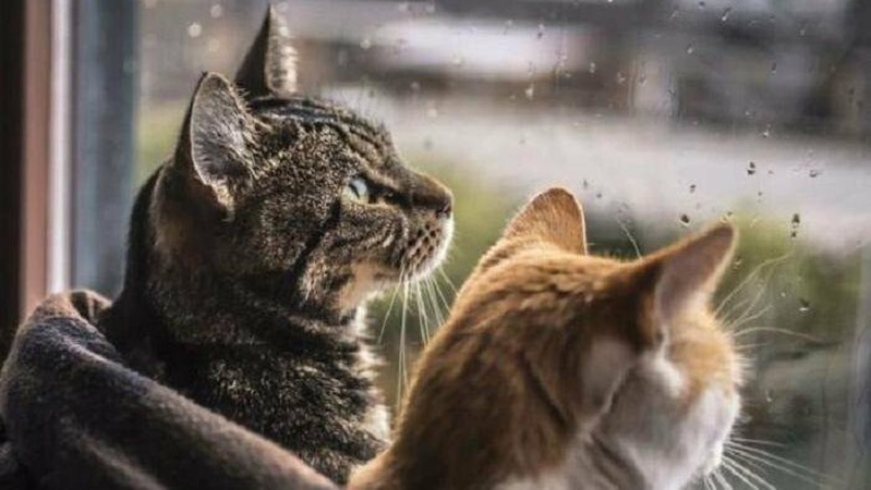 Невеликий дощ на заході України: прогноз погоди на 25 лютого