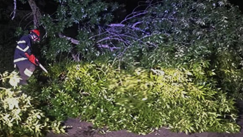 У Луцькому районі дерево впало на дорогу